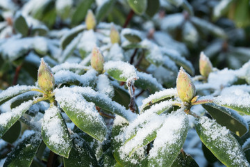 Close up of rhododendron in winter with hoarfrost and snow and focus on the closest bud