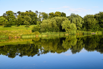 Forest landscape reflecting in a lake