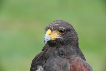 Portrait shot of Harris hawk (Parabuteo unicinctus)