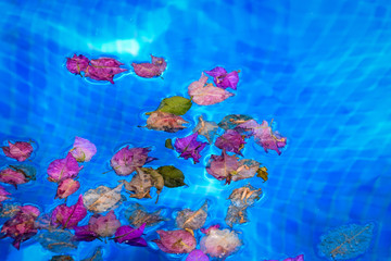 Fototapeta na wymiar Flower petals floating on a swimming pool
