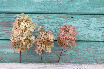 Wooden blue background, dry flowers.