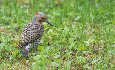 North American Yellow Shafted Flicker, Colaptes auratus,  on springtime meadow hunting grubs.  ...