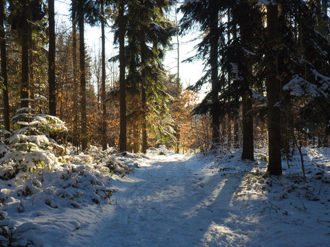 Fototapeta Forest covered in snow at the sunny winter day.