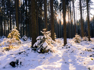 Fototapeta na wymiar Forest covered in snow in the sunshine.