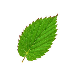 Beautiful green leaf isolated on white