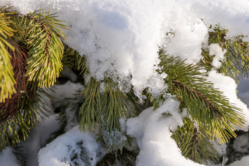 Fir branches covered with snow and ice