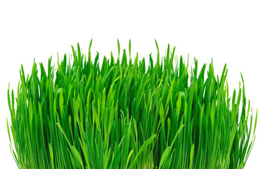 Green grass isolated on white background