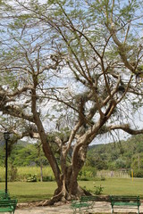 Obraz premium piante e fiori autoctone cubane