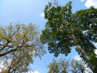 arbres