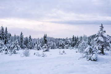 Snowy Forest with Spruce Trees