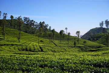 Fototapeta na wymiar Tea plantation on the hills