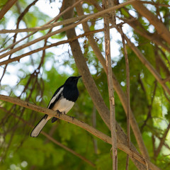 bird in the shade of a tree