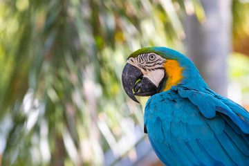 beautiful parrot macaw