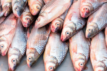 pile of raw mackerel