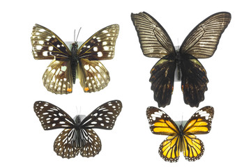Obraz na płótnie Canvas бабочка, коллекция бабочек на белом фоне изолированных