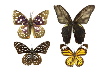 Fototapeta na wymiar бабочка, коллекция бабочек на белом фоне изолированных