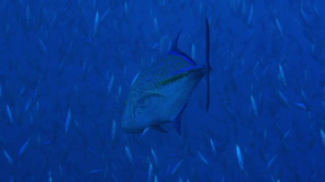 The giant trevally; Caranx ignobilis (also known as the giant kingfish) are hunting Pterocaesio pisang.Banana fusilier, Indian Ocean