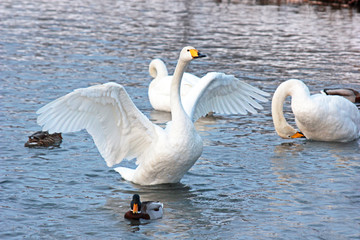 White Swan on a winter lake spreading its wings