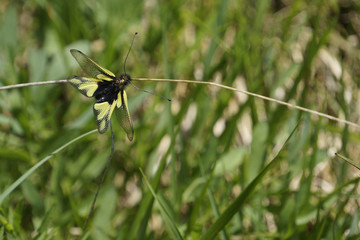 Libellen-Schmetterlingshaft (Libelloides coccajus) in der Magerwiese