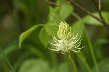 Ährige Teufelskralle - Phyteuma spicatum