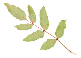 Set of isolated green branch and leaves 
