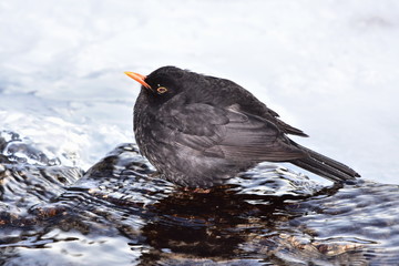 blackbird looking for fresh water in severe frost