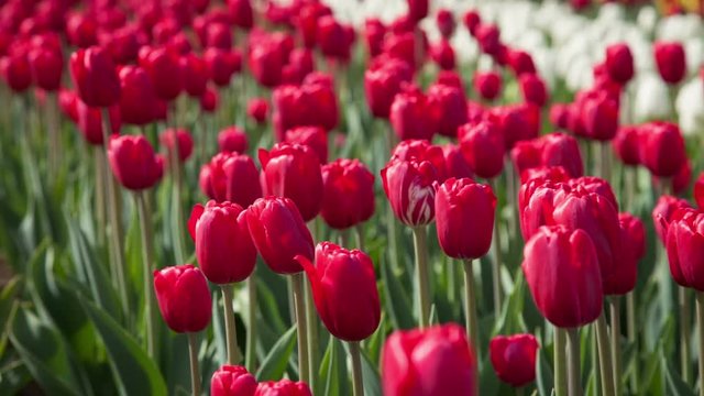 Red tulips on the flowerbed