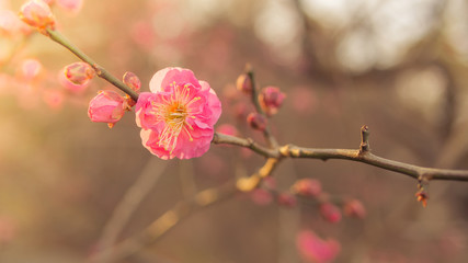 Fototapeta na wymiar The sakura flower start to blossom in japan park