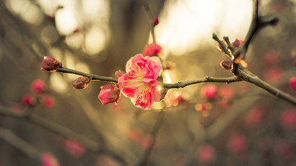 The sakura flower start to blossom in japan park
