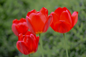 Czerwone tulipany na rozmytym tle. © Senatorek