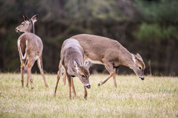 Three young White Tailed Deer Bucks playing together.