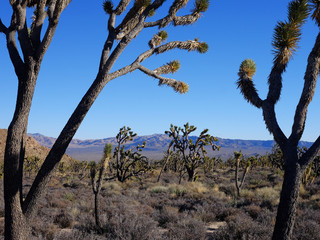 Joshua Trees