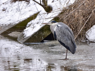 grey heron in winter time