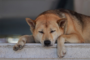 old lonely dog sleeping on the stair