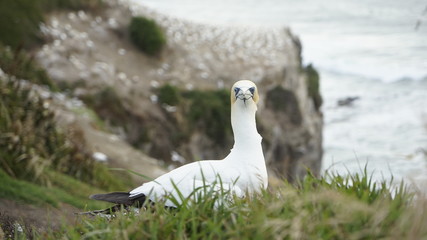 Aufmerksamer T&ouml;lpel am Br&uuml;ten