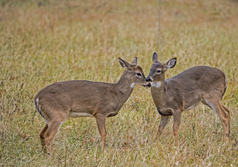 Two young White Tailed Deer nose to nose.
