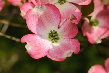Fototapeta na wymiar Close up of dogwood petals
