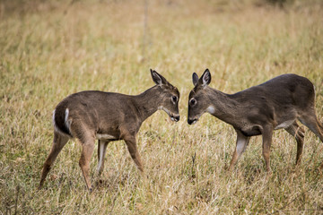 Two young White Tailed Deer Bucks facing off.