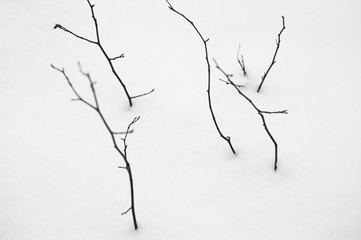 Detail of nature - small and thin branches and twigs are erected from white snow. Clean and simple minimalist style with very low depth of field