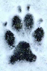 Shepherd dog footprint in first snow.
