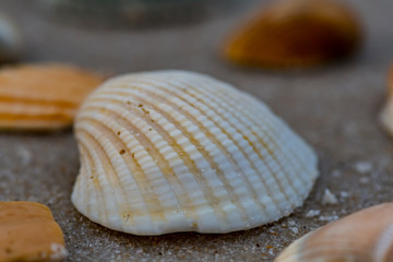 White Shell with Grains of Sand Low Angle