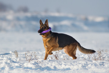 German shepherd running on a snow with a toy