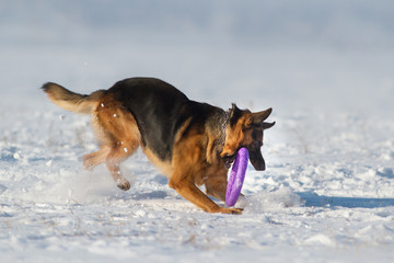 Beautiful german shepherd dog catching toy in snow field