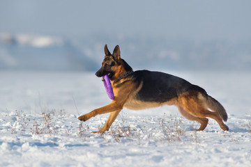 German shepherd running on a snow with a toy