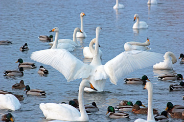 White Swan on a winter lake spreading its wings