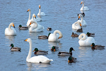 White Swans and dacks on a winter lake