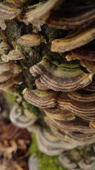 mushroom