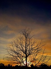 Sunset behind a tree in Florida marsh land