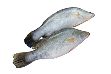 Silver perch or white perch isolated on white background