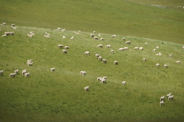 Fototapeta premium herd of sheep on the meadow